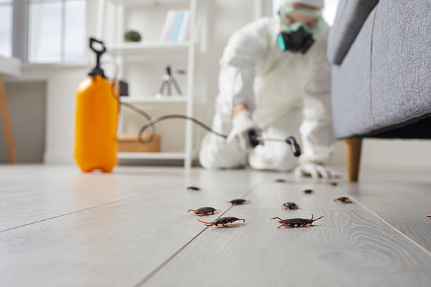 Post-Treatment Bed Bug Interceptor Monitoring in Dawsonville
